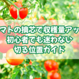 アイキャッチ トマト