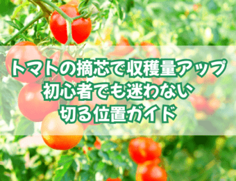 アイキャッチ トマト