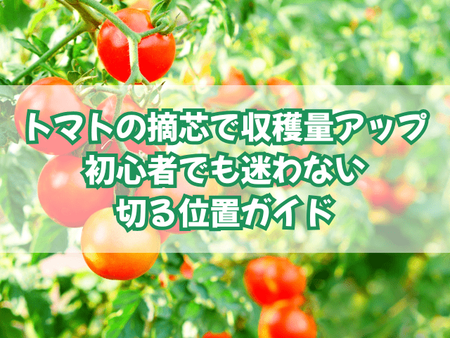 トマトの摘芯で収穫量アップ｜初心者でも迷わない切る位置ガイド