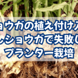 ショウガの植え付け入門|芽出しショウガで失敗しないプランター栽培