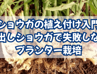ショウガの植え付け入門|芽出しショウガで失敗しないプランター栽培
