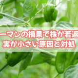 アイキャッチ ピーマン