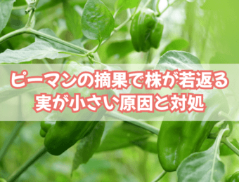 アイキャッチ ピーマン