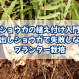 アイキャッチ ショウガ入門