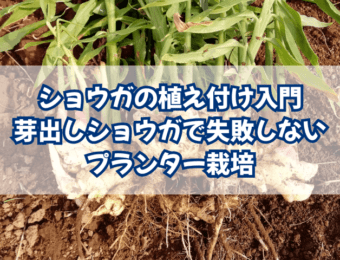 アイキャッチ ショウガ入門