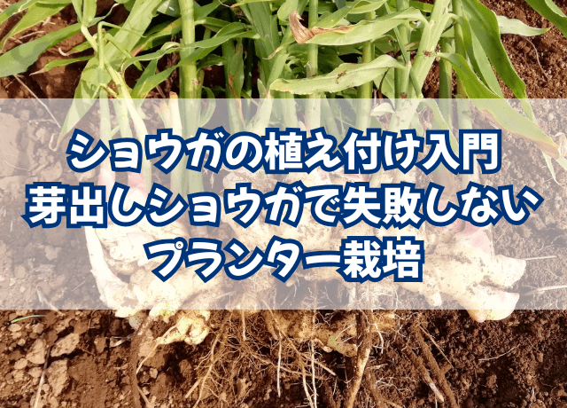 ショウガの植え付け入門｜芽出しショウガで失敗しないプランター栽培