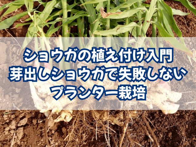 ショウガの植え付け入門｜芽出しショウガで失敗しないプランター栽培