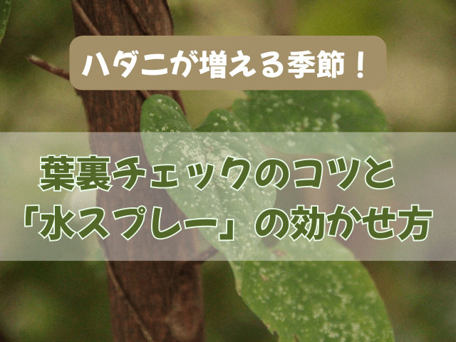 ハダニが増える季節！葉裏チェックのコツと「水スプレー」の効かせ方