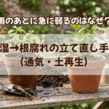雨のあと急に弱るのはなぜ?過湿→根腐れの立て直し手順(通気・土再生)
