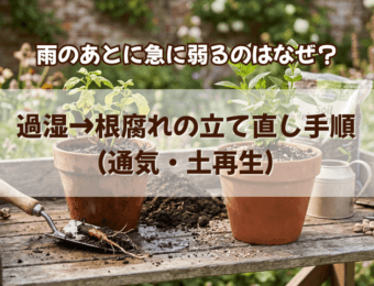 雨のあと急に弱るのはなぜ?過湿→根腐れの立て直し手順(通気・土再生)