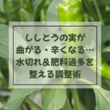 ししとうの実が曲がる・辛くなる…水切れ&肥料過多を整える調整術