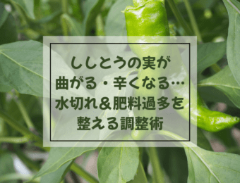 ししとうの実が曲がる・辛くなる…水切れ&肥料過多を整える調整術