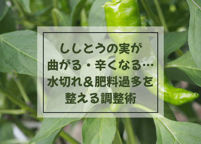 ししとうの実が曲がる・辛くなる…水切れ&肥料過多を整える調整術