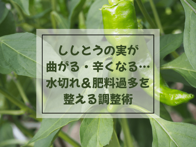 ししとうの実が曲がる・辛くなる…水切れ＆肥料過多を整える調整術