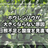 ホウレンソウが大きくならない原因|日照不足と酸度を見直す
