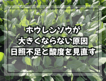 ホウレンソウが大きくならない原因|日照不足と酸度を見直す
