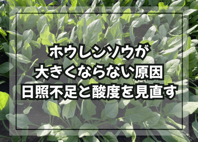 ホウレンソウが大きくならない原因|日照不足と酸度を見直す