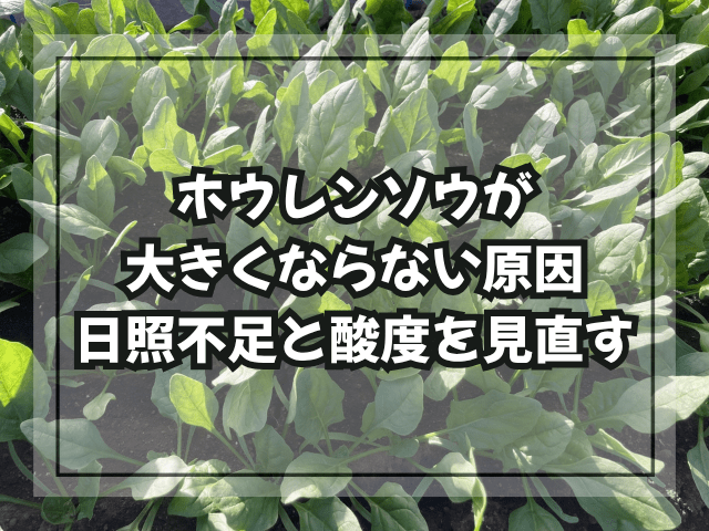 ホウレンソウが大きくならない原因｜日照不足と酸度を見直す