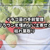 イチゴ苗の冬前管理|クラウンを埋めない土寄せと枯れ葉取り