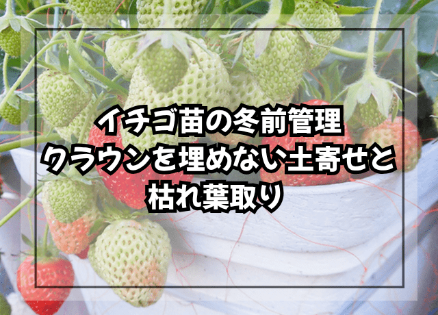 イチゴ苗の冬前管理|クラウンを埋めない土寄せと枯れ葉取り