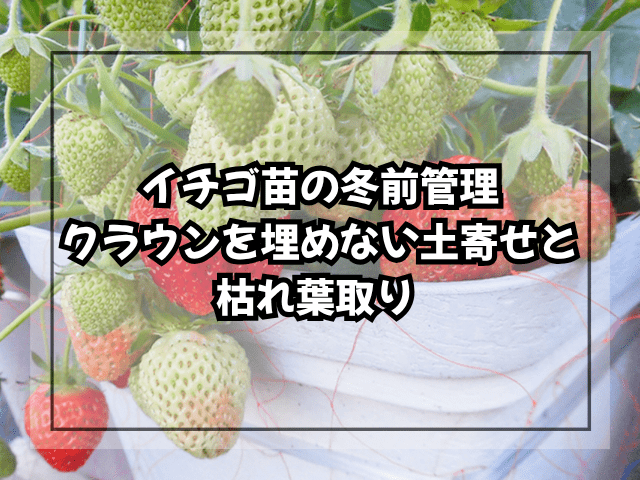 イチゴ苗の冬前管理|クラウンを埋めない土寄せと枯れ葉取り