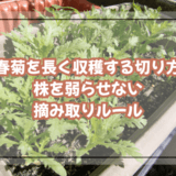 春菊を長く収穫する切り方|株を弱らせない摘み取りルール