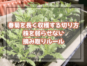 春菊を長く収穫する切り方|株を弱らせない摘み取りルール