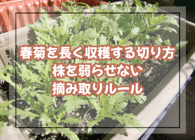 春菊を長く収穫する切り方|株を弱らせない摘み取りルール