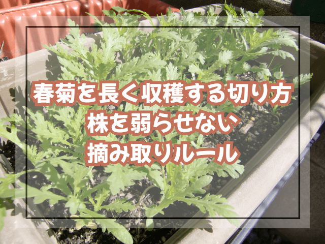 春菊を長く収穫する切り方|株を弱らせない摘み取りルール