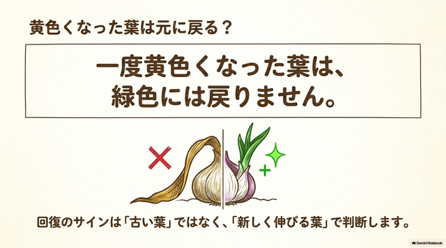 黄色くなったニンニクは元に戻る_収穫できる_