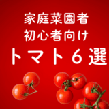 家庭菜園者初心者向けトマト6選