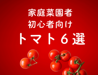 家庭菜園者初心者向けトマト6選