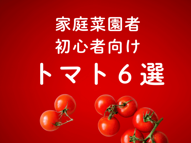 【家庭菜園初心者にはミニトマト！】トマト品種で子どもと楽しむ甘くて育てやすいおすすめ６選