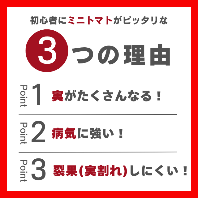 初心者にミニトマトがぴったりな３つの理由