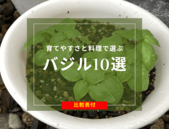 育てやすさと料理で選ぶバジル10選