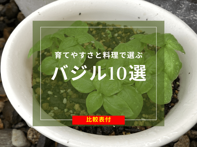 【比較表あり】バジルのおすすめ品種10選！育てやすさと料理で選ぶならコレ