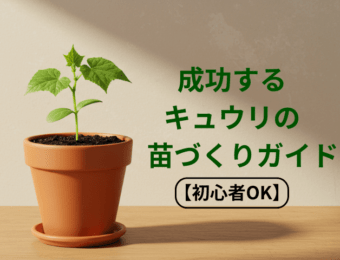 成功するきゅうりの苗づくりガイド