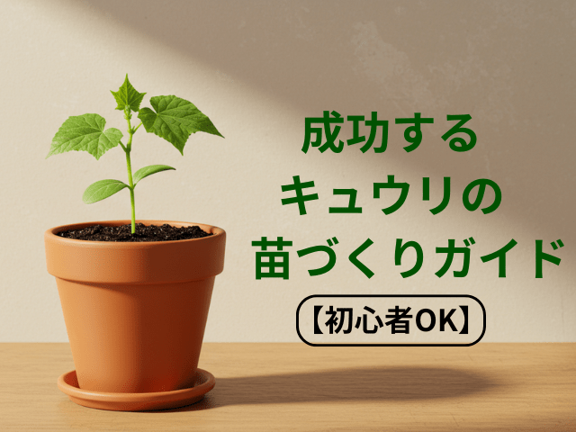 成功するきゅうりの苗づくりガイド