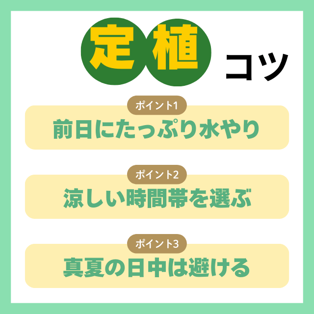 定植のコツ