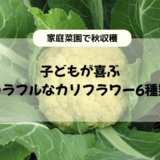 【家庭菜園】子どもが喜ぶカラフルなカリフラワー6種類｜秋収穫品種