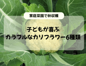 【家庭菜園】子どもが喜ぶカラフルなカリフラワー6種類｜秋収穫品種