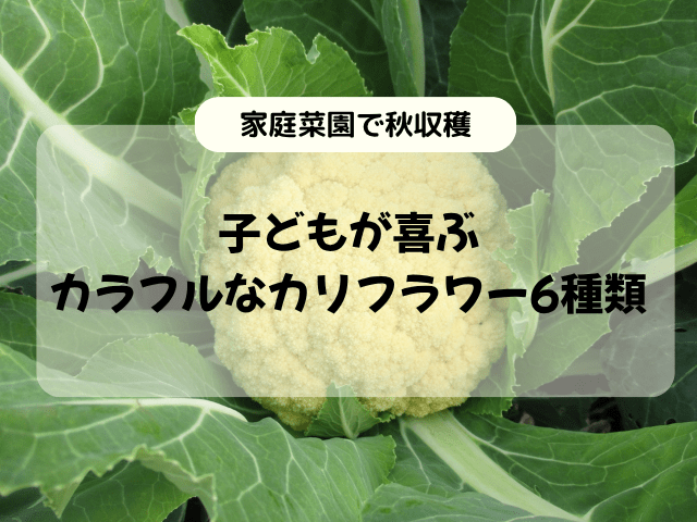 【家庭菜園】子どもが喜ぶカラフルなカリフラワー6種類｜秋収穫品種