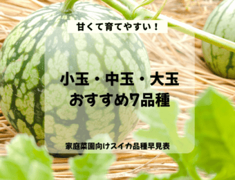 小玉中玉大玉おすすめすいか品種7選