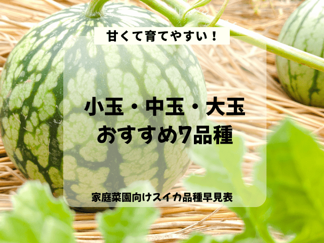 小玉中玉大玉おすすめすいか品種7選