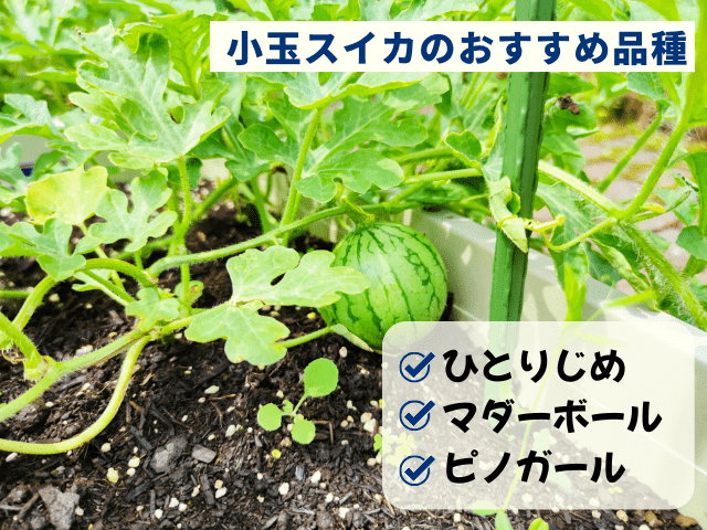 小玉スイカおすすめ品種
