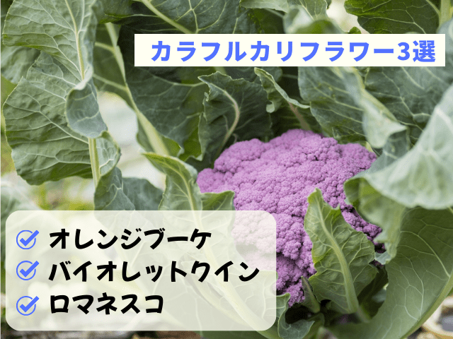 カラフルカリフラワー3選