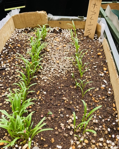 ほうれん草はどのくらい育てたら収穫できる？