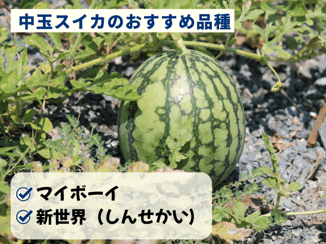 中玉スイカおすすめ品種
