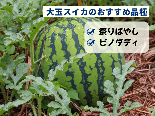 大玉スイカおすすめ品種