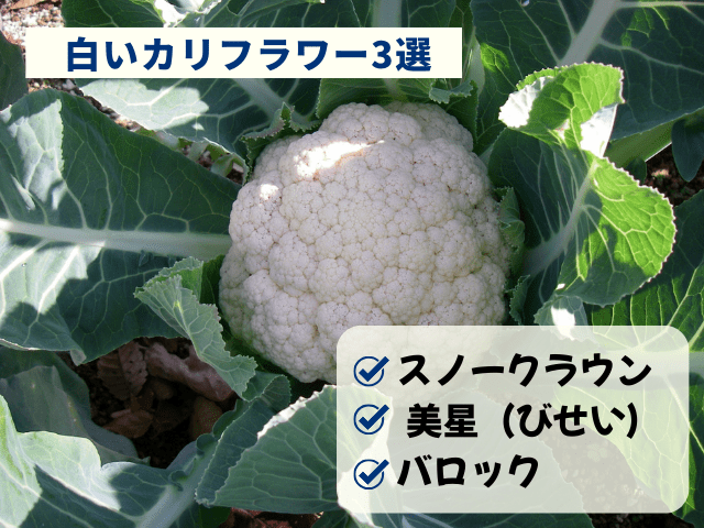 白いカリフラワー3選